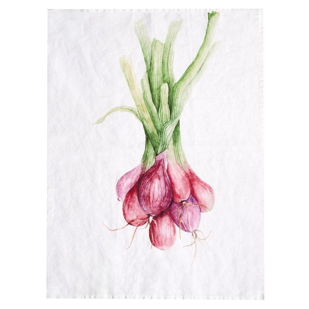 CANOVACCIO CIPOLLOTTI 50X68
